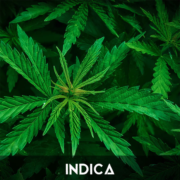 Cannabis Indica