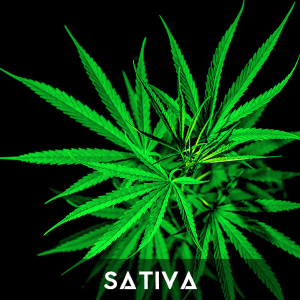 Cannabis Sativa