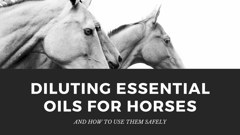 how to dilute essential oils for horses