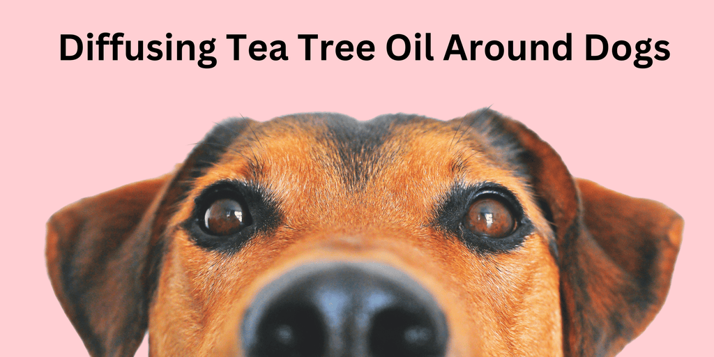 Diffusing Tea Tree Oil Around Dogs