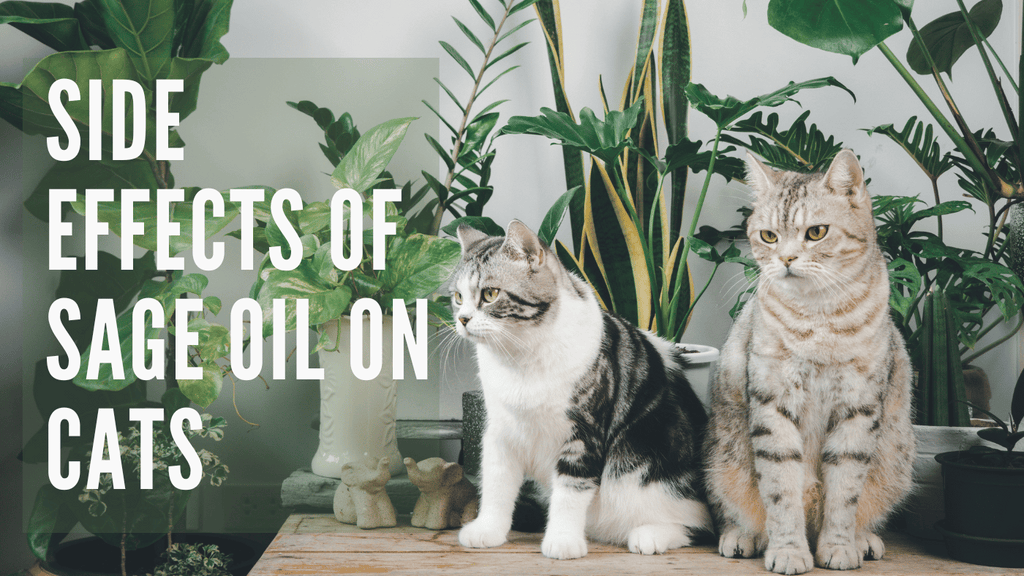 SIDE EFFECTS OF SAGE OIL ON CATS