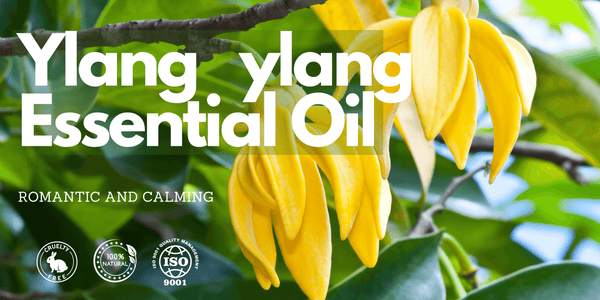 Ylang Ylang oil for wholesale purpose