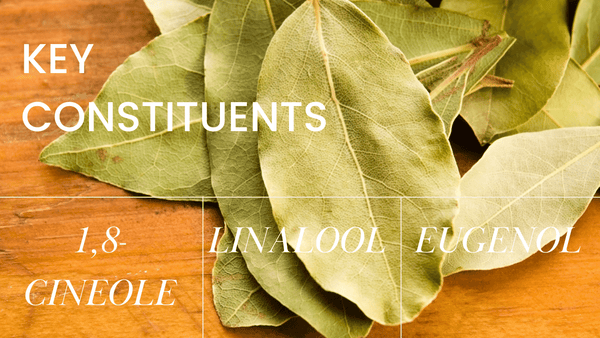 BAY LEAF ESSENTIAL OIL KEY CONSTITUENTS