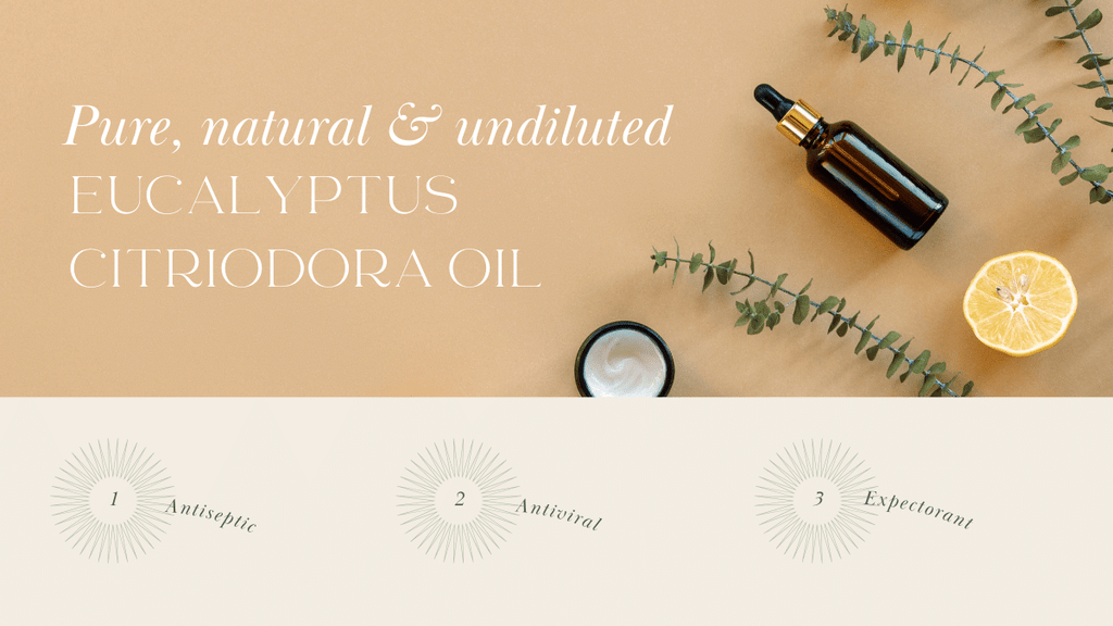 eucalyptus citriodora essential oil details