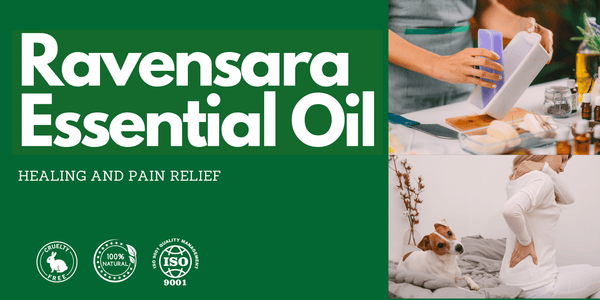 benefits of ravensara essential oil