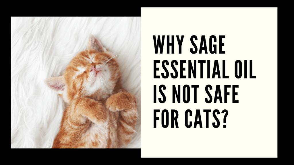why sage essential oil is not safe for cats