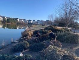 Christmas trees along lake shore line to re-purpose as fish habitat