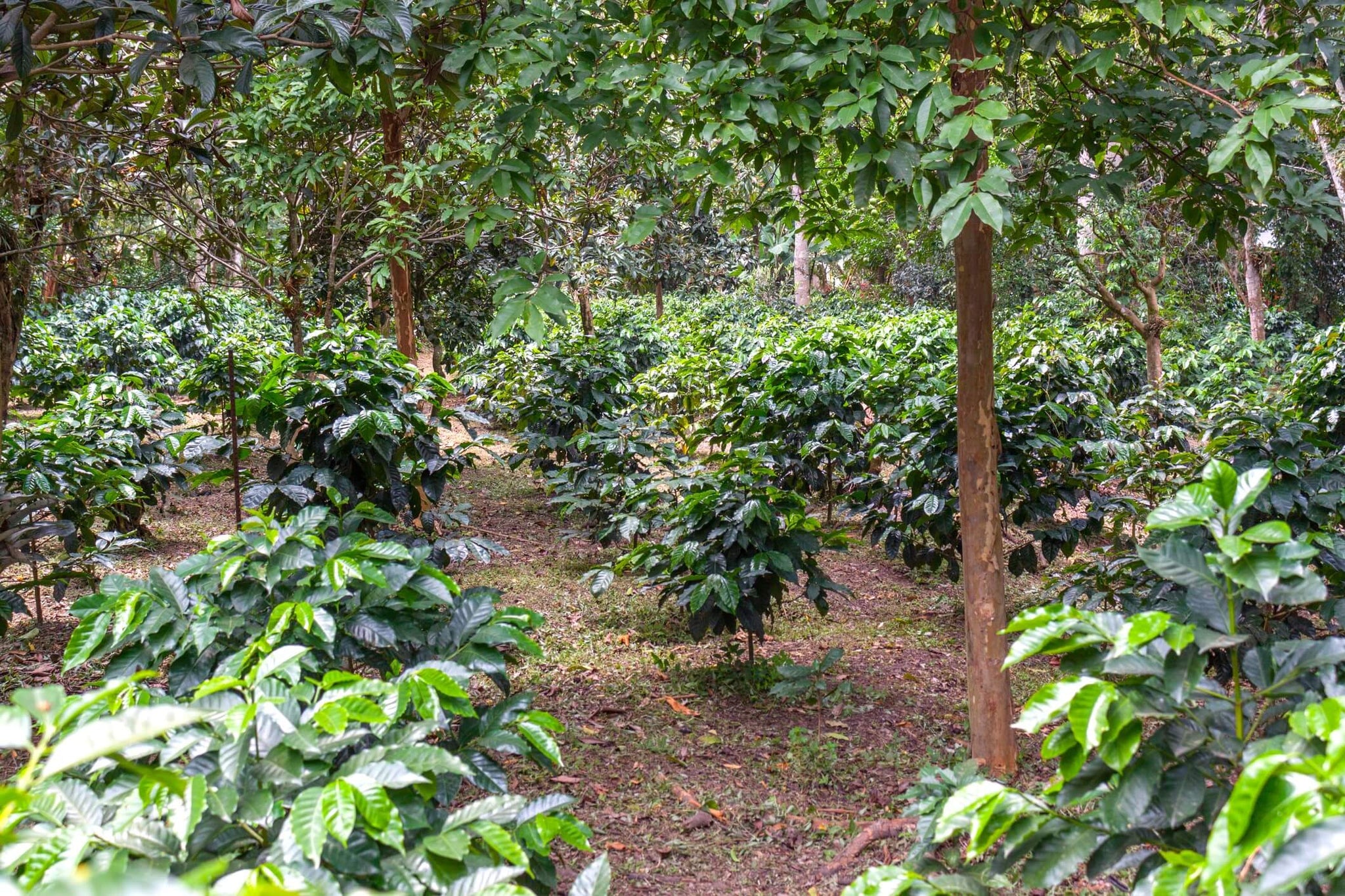 哥倫比亞遮蔭種植的咖啡農場