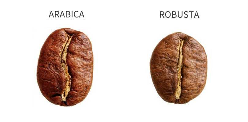阿拉比卡咖啡和羅布斯塔咖啡