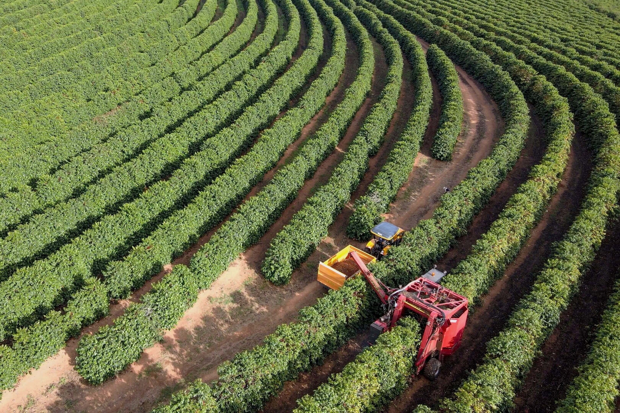 巴西咖啡種植園的機械收割