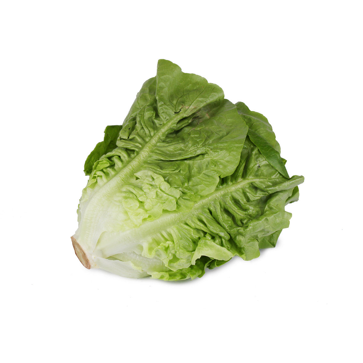 artisan romaine lettuce