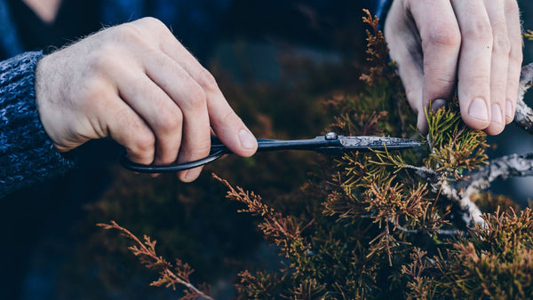 Person pruning a small delicate bush with japanese pruning shears
