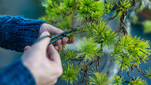Person pruning an evergreen bush with pruning shears