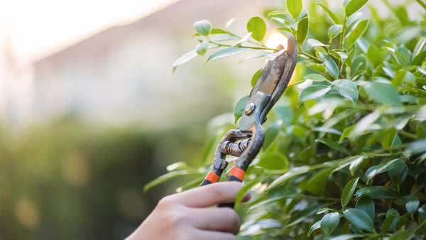 Person pruning a bush with shears