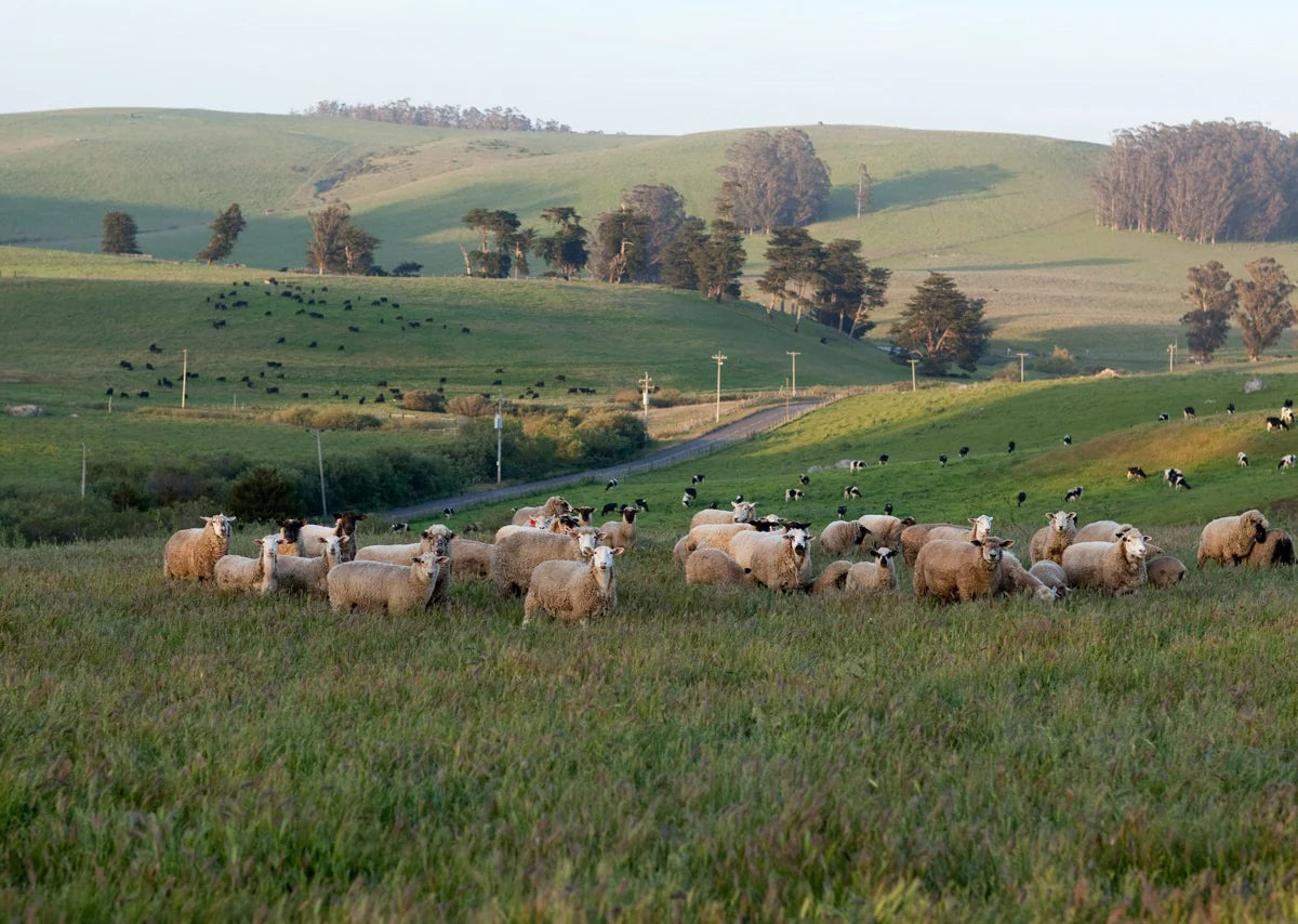Creekstone ranch photo