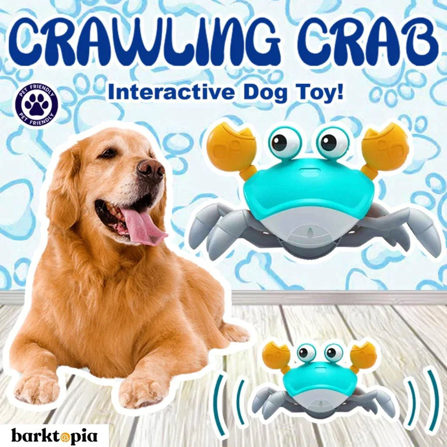 6 INTERACTIVE DOG TOYS FOR BUSY PET OWNER – Pawsindia