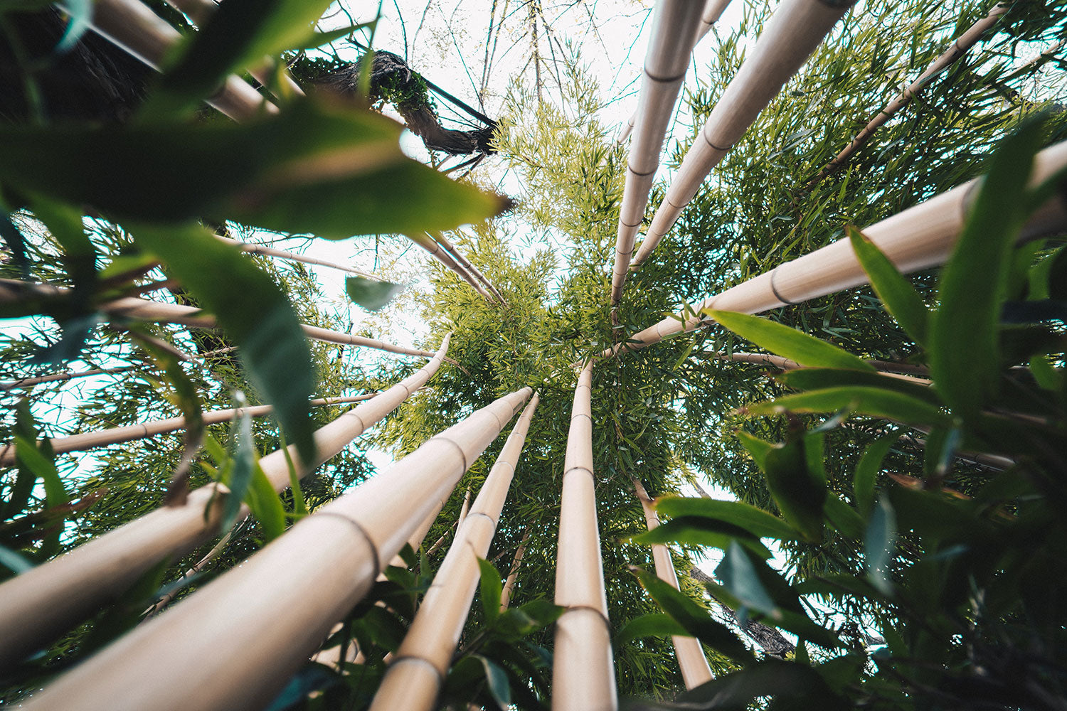 Bamboo Growing High