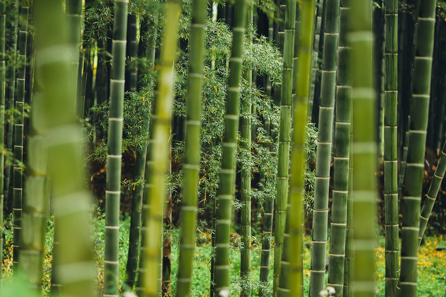 Green Bamboo Clump