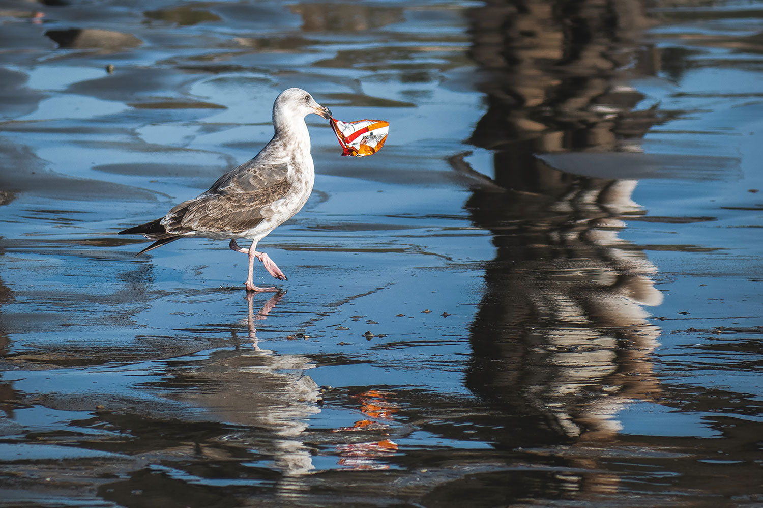 Vogel trägt ein Stück Plastik