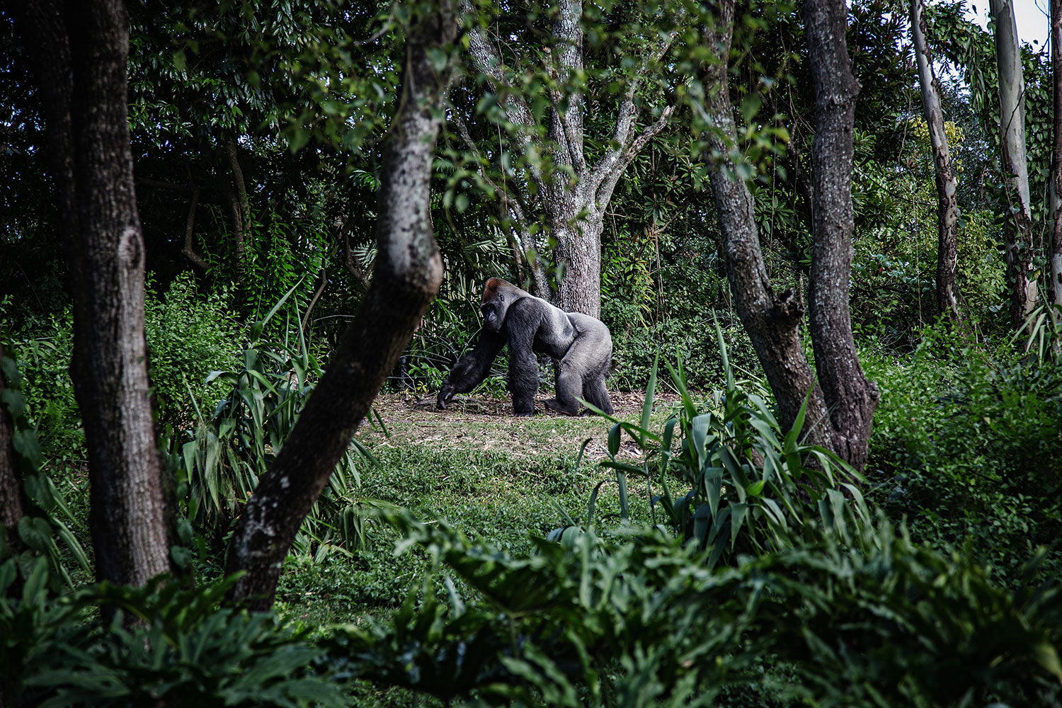 Gorilla im Wald