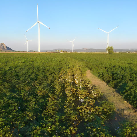 organic cotton fields