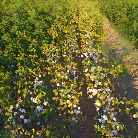 organic cotton fields