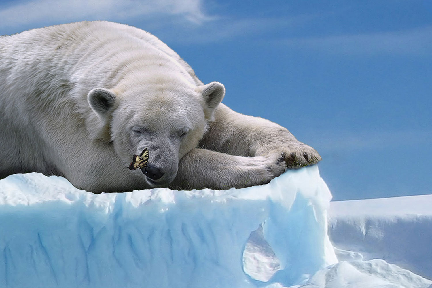 Ein Eisbär auf einem Gletscher. Globale Erwärmung