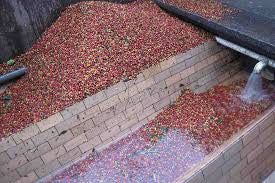 Washed process in coffee beans.