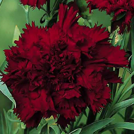 100 Audrey Robinson Carnation Seeds Dianthus Flowers Seed Flower Peren –  Toadstool Seeds
