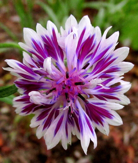 Bachelor Button Cornflower Artistic Drought Tolerant Garden Flower Plant  Seed Mix