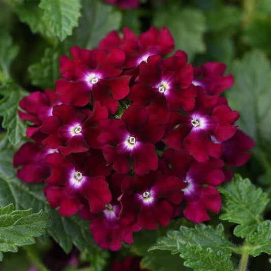 Known You Flower Seeds (F-630 Verbena)