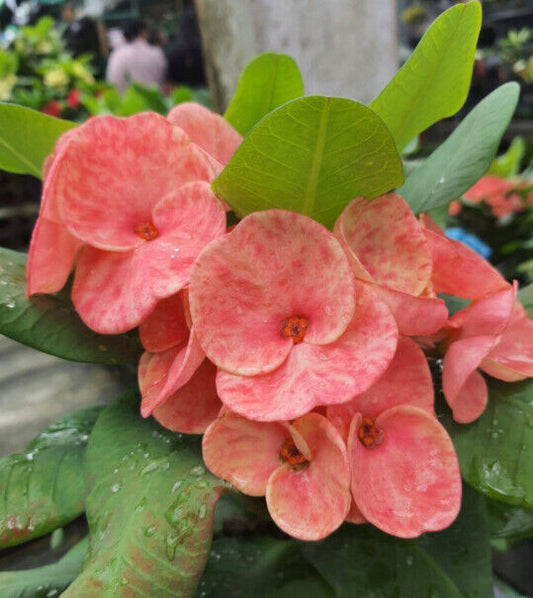 Nectarine Bouquet. Crown of Thorns, Euphorbia milii, Hortu…