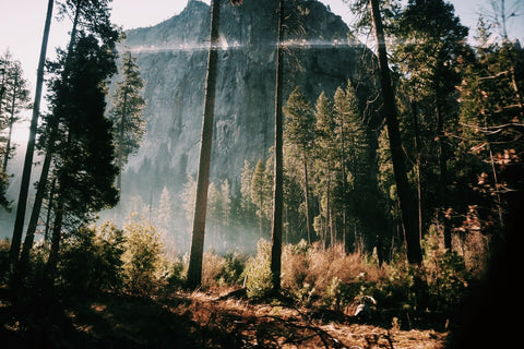 An image of a forest full of trees.