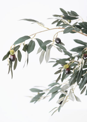 olive branch on white background with olives