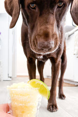 Dog Drinking DIY Dog Margarita Frozen Treat for Cinco de Mayo