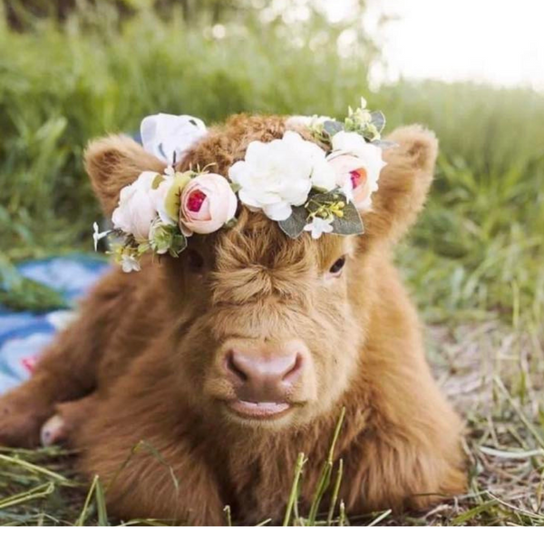 cute hyland cow tih flowers on head