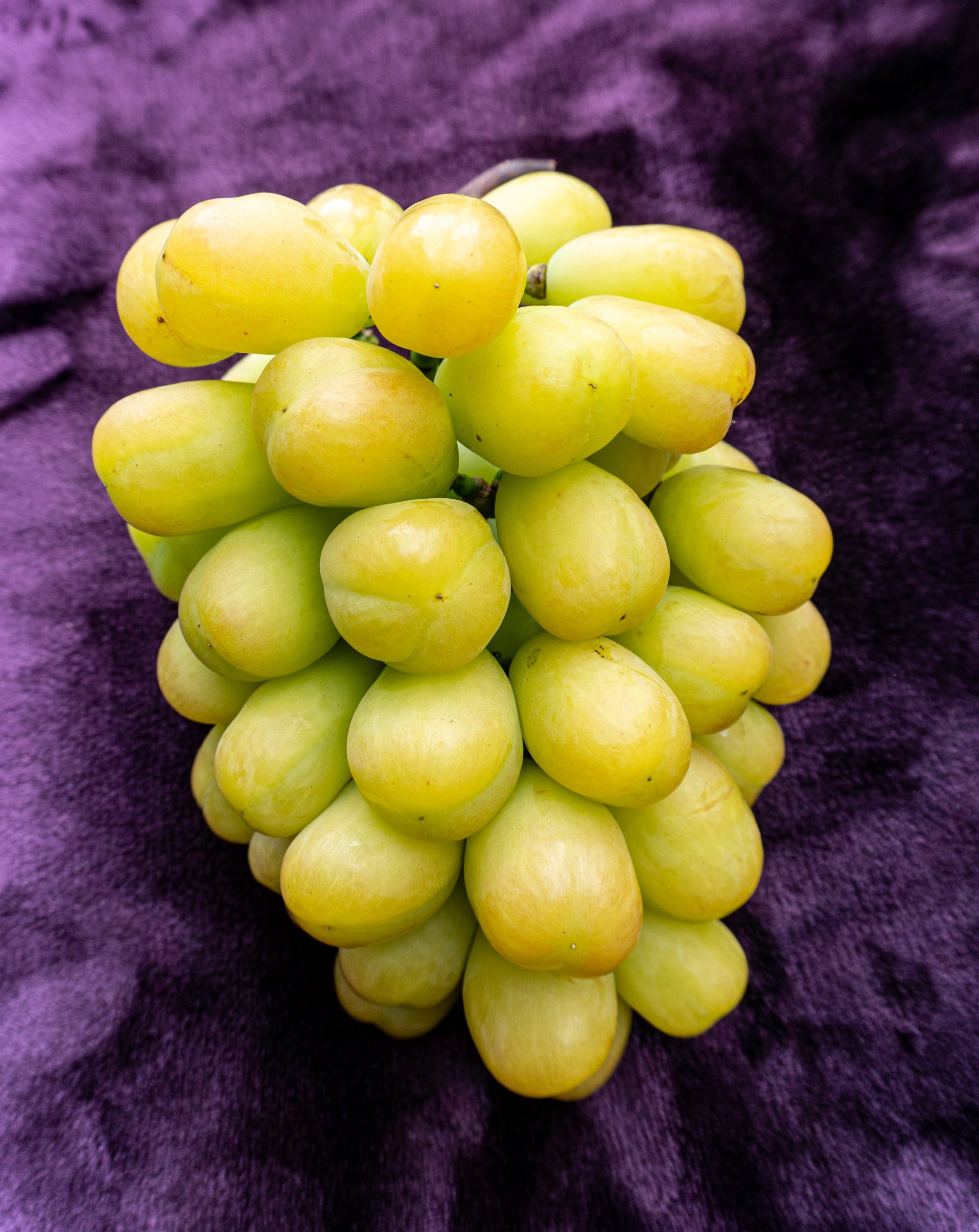 美和姫 苗木２本セット – 志村葡萄研究所〜Shimura Grape Research