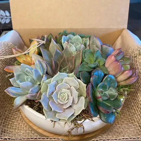 How often should you water succulents