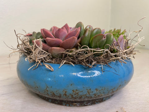 succulent arrangement in blue planter.