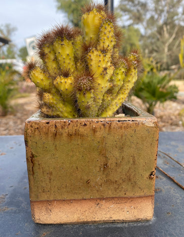 cactus in a small container