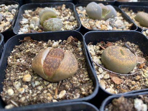 how to plant lithops seeds