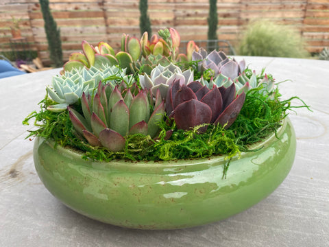 succulent arrangement ideas