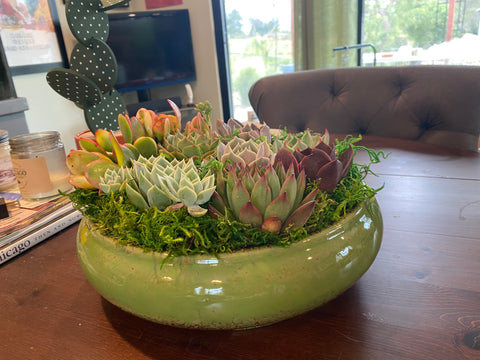 small succulent arrangements