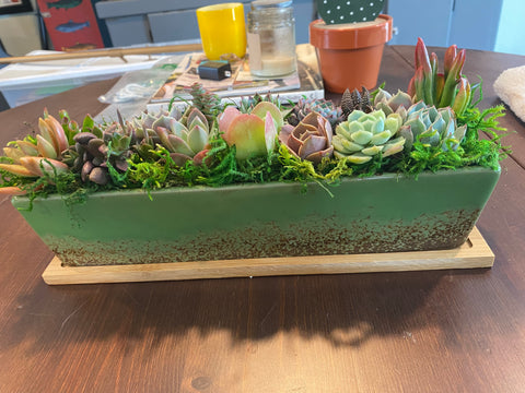 mixed succulent arrangement