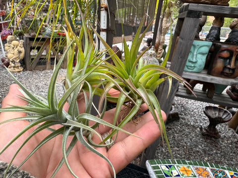 overwatered air plant rot