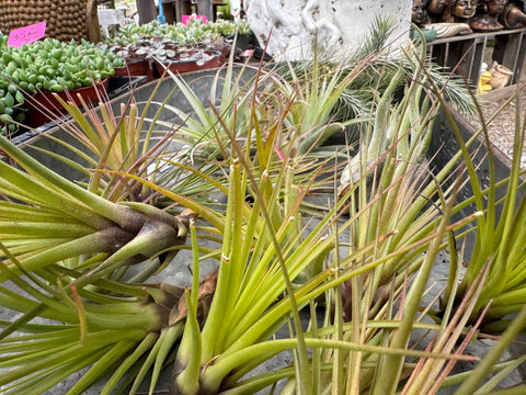 air plant roots