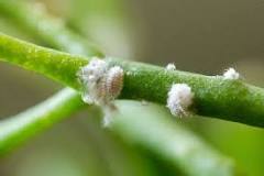 Mealybugs Succulent Insect