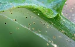 Spider Mites Succulent pest