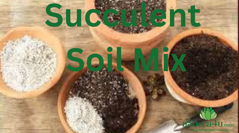 Image of Best Succulent Soil Mix