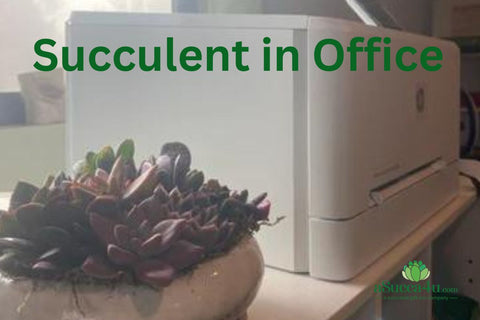 Succulent in Office
